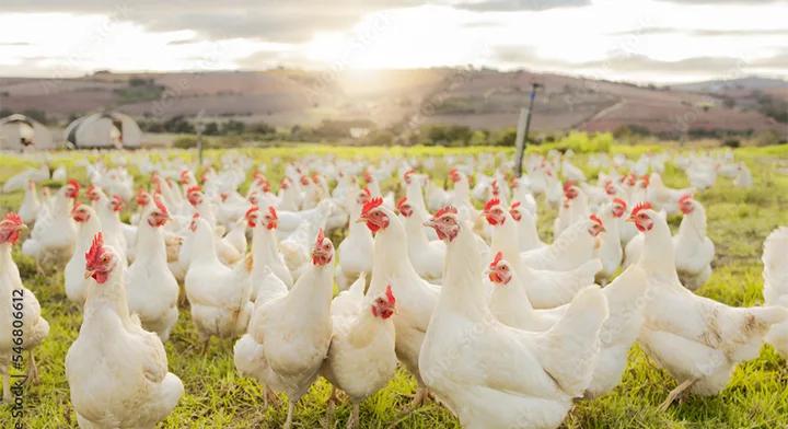 Our Own Farm