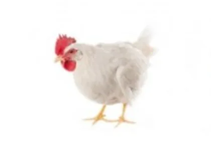 Live Broiler Chicken
