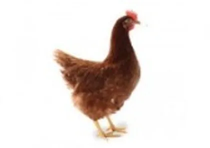 Live Layer Chicken