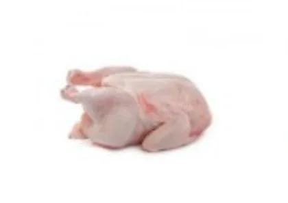 Layer Chicken
