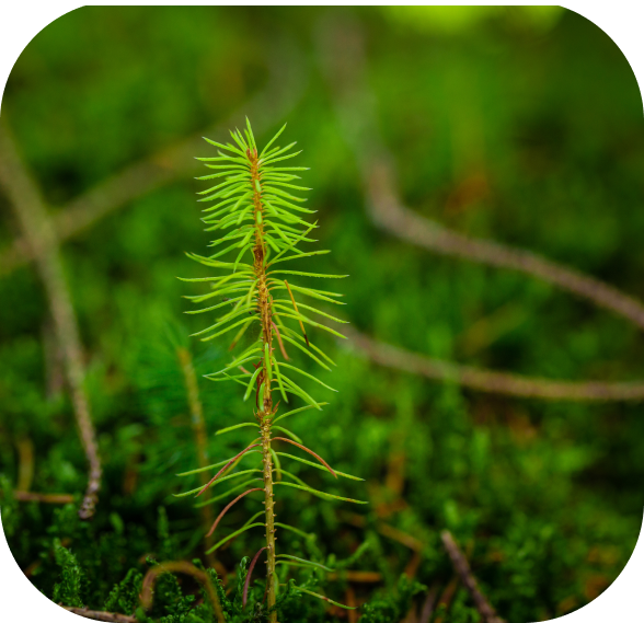 WA Timber Sales